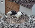 Capi_Dubne_20260714_175003.jpg