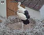 Capi_Dubne_20260714_180003.jpg