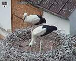 Capi_Dubne_20260714_182003.jpg
