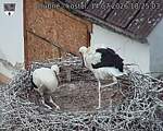Capi_Dubne_20260714_182503.jpg