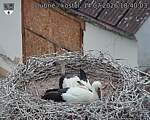 Capi_Dubne_20260714_184003.jpg