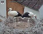 Capi_Dubne_20260714_191503.jpg