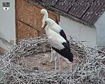 Capi_Dubne_20260714_192003.jpg