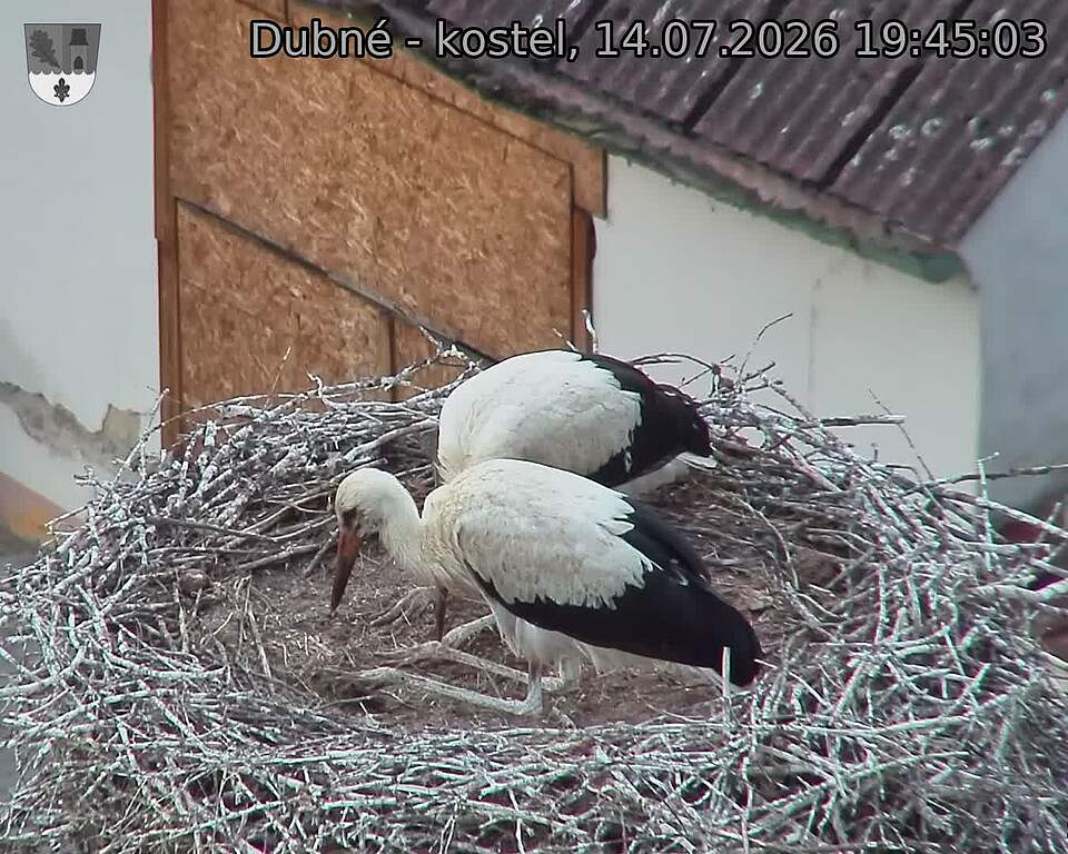 Capi_Dubne_20260714_194503.jpg (1350&nbsp;x&nbsp;1080)