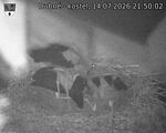 Capi_Dubne_20260714_215002.jpg