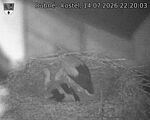 Capi_Dubne_20260714_222003.jpg