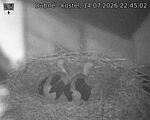 Capi_Dubne_20260714_224502.jpg