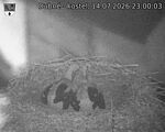 Capi_Dubne_20260714_230003.jpg