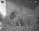 Capi_Dubne_20260714_231502.jpg