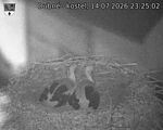 Capi_Dubne_20260714_232502.jpg