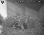 Capi_Dubne_20260714_234003.jpg