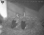 Capi_Dubne_20260715_015003.jpg