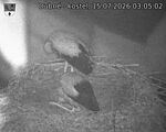 Capi_Dubne_20260715_030502.jpg