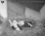 Capi_Dubne_20260715_044002.jpg