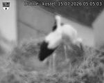 Capi_Dubne_20260715_050503.jpg
