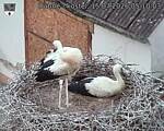 Capi_Dubne_20260715_051003.jpg