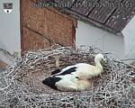 Capi_Dubne_20260715_053503.jpg