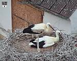 Capi_Dubne_20260715_054505.jpg