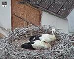 Capi_Dubne_20260715_055503.jpg