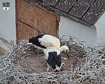 Capi_Dubne_20260715_061503.jpg