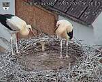Capi_Dubne_20260715_062003.jpg