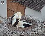 Capi_Dubne_20260715_062505.jpg