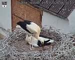 Capi_Dubne_20260715_063003.jpg