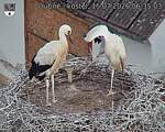 Capi_Dubne_20260715_063503.jpg