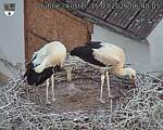 Capi_Dubne_20260715_064005.jpg