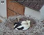 Capi_Dubne_20260715_072503.jpg