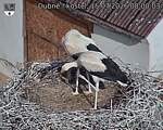 Capi_Dubne_20260715_080003.jpg