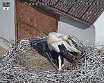 Capi_Dubne_20260715_080503.jpg