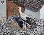 Capi_Dubne_20260715_081003.jpg