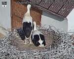 Capi_Dubne_20260715_082005.jpg