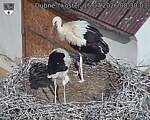 Capi_Dubne_20260715_083003.jpg