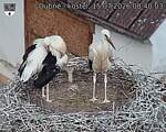 Capi_Dubne_20260715_084003.jpg