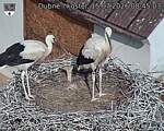 Capi_Dubne_20260715_084503.jpg
