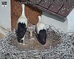 Capi_Dubne_20260715_090503.jpg
