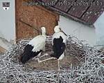 Capi_Dubne_20260715_093003.jpg