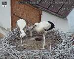 Capi_Dubne_20260715_095003.jpg