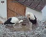 Capi_Dubne_20260715_095503.jpg