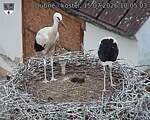 Capi_Dubne_20260715_100503.jpg