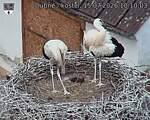 Capi_Dubne_20260715_101003.jpg