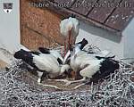 Capi_Dubne_20260715_102003.jpg