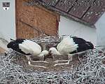 Capi_Dubne_20260715_102503.jpg