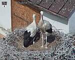 Capi_Dubne_20260715_105003.jpg