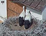 Capi_Dubne_20260715_110003.jpg