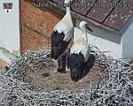 Capi_Dubne_20260715_110503.jpg