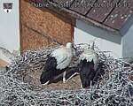 Capi_Dubne_20260715_111503.jpg