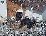 Capi_Dubne_20260715_112003.jpg